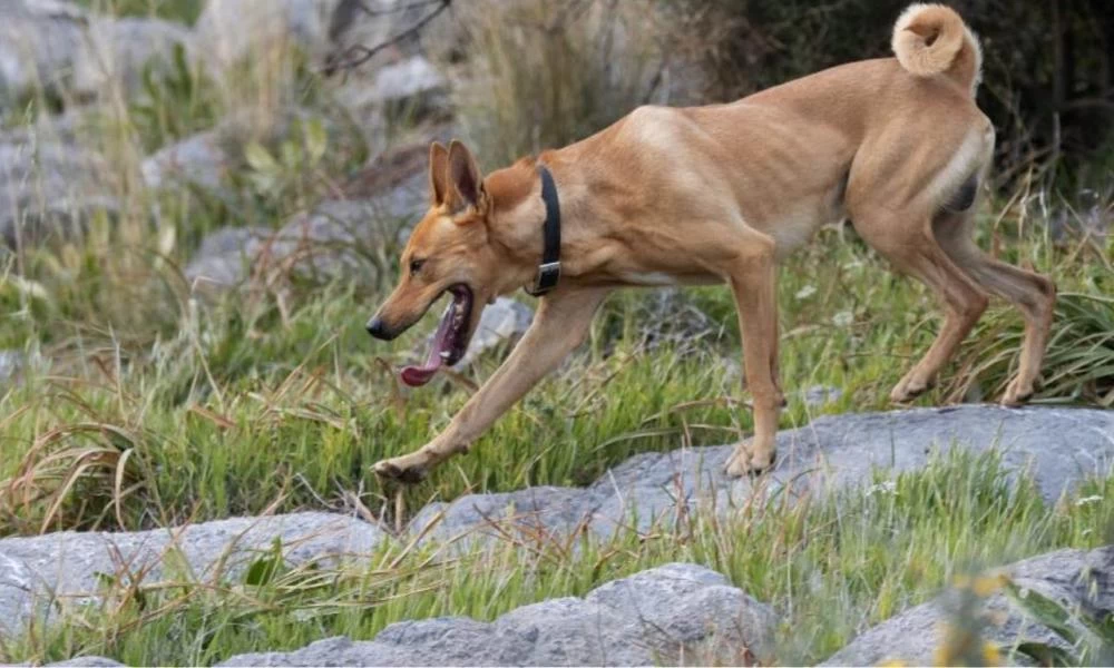 Αντιδρούν οι κυνηγοί με το νέο νομοσχέδιο για την υποχρεωτική στείρωση σκύλων